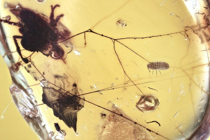 Fossil Winged Scale Insect (Coccoidea) w/ Spider Webs in Baltic Amber #372551